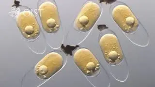 Embryonic development of clownfish captured in video!