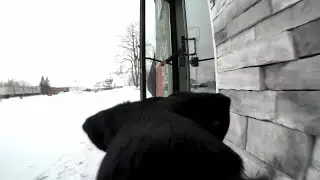 DOG CAM: Inside The Pack Indoor Dog Park