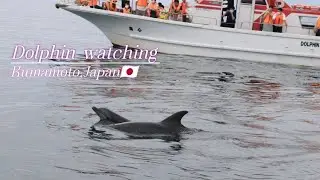 Dolphin watching in Kumamoto,Japan