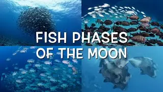 Fish Phases of the Moon | Snappers & Bumphead Spawn | Diving in Palau