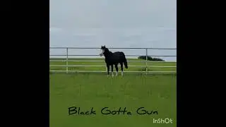 5/7/22 AQHA Black Gotta Gun 🖤