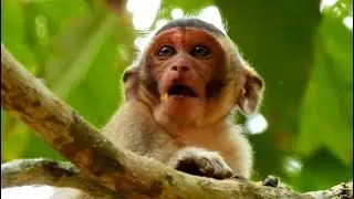 BREAKING NEWS...!! SAD NEWS FOR AMARI GROUP, MISSING MOM MERRY || ORPHAN MACI FINDING MOM MERRY.