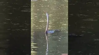 Meet the most stylish fishing bird #wildlifeindia #birds