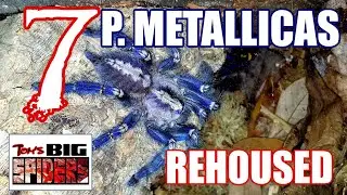 P. Metallica (Gooty Ornamental) Communal Rehouse & Update!