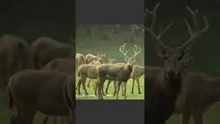 🦌 CIERVO DEL PADRE DAVID (MILU)