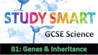 B1 Genes & Inheritance (AQA\EDEXCEL)