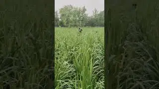 #farming #punjabisong #remix #newsong I'm big farming doss