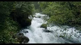 8 Hr Nature Sounds Woodland Birds Chripping Relaxing Meditation Birdsong Birds Singing Forest Sounds