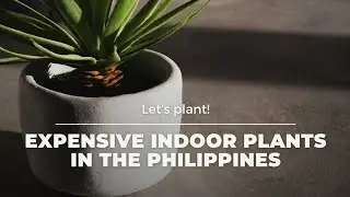 Best INDOOR PLANTS In The PHILIPPINES |EXPENSIVE INDOOR PLANTS