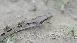 Amphibians and Reptiles of Polochic River