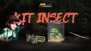 Unboxing KIT INSECT - Terratlantis Terrarium (by Aquatlantis)