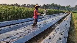 SECRET TO EFFICIENT CUCUMBER WATERING AFTER PLANTING FOR MAXIMUM YIELD! -Agriculture Farming