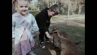 Ruby's Birthday At Billabong Zoo