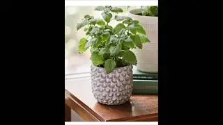 5 Stress Relief Houseplants. Stress Relieving Indoor Plants You Need in Your Home #indoorplants
