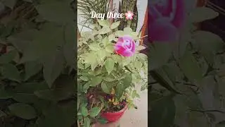 beautiful things take time 🌸🌸 #viralvideo #trending #song #flowers #rose #shots #beautiful