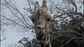 天王寺動物園 (2011.4.2)