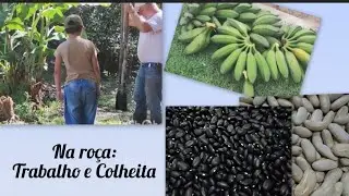 Roça com chuva : Trabalho e Colheita  #organic#producaoorganica#trabalhonaroca#countryside#sitio#mg