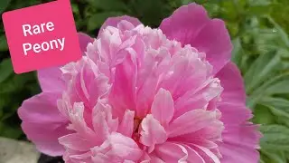 Rare Peony / Lola's Hardin