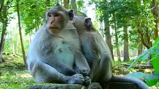 WONDERFUL..! MONKEY JAZZY'S FAMILY