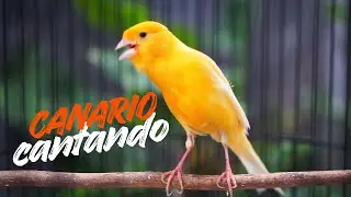 Canto do Canário Belga para Esquentar: Em 3 Minutos seu Canário vai Abrir o Bico!