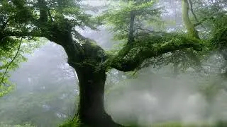 Tree Sanctuary & Birdsongs & Gentle Rain 🌧️🌳 | Nature Sounds for Deep Sleep, Focus, and Study