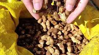 Farm-Fresh Peanuts Available at Malagos homegrown Produce