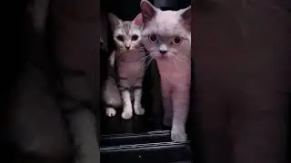 May & Big-Head&rsquo;s Funny Exit from the Cabinet 😹🐾