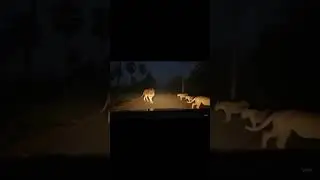 🦁 Lion Stops Like a King 👑 | Lion & Cubs Cross Forest Road | Car Encounter in Wild 🌲🚗