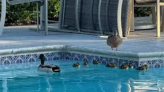 A Duck Rescue Operation