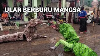 Dunia Binatang Ular Berburu Mangsa Seni Bantengan Satria Macan Kumbang Live Wewe gondang mjk