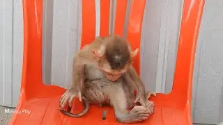 Really Love Baby Monkey Ploy Grooming Himself