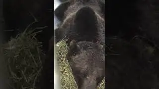 Brown bear snoring very loudly