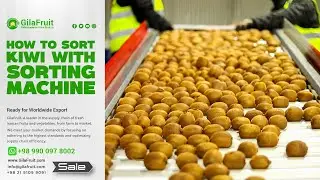 How to sort kiwi with sorting machine