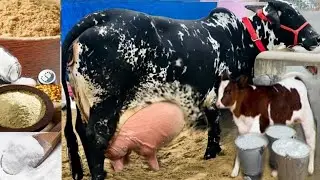 How to increase cow milk in summer || Garmi Mein Gay Bhains ke dudh badhane ka desi tarika