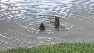 duck butts