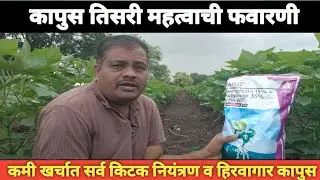 कापुस तिसरी महत्वाची फवारणी कमी खर्चात सर्व किटक नियंत्रण व हिरवागार कापुस |kapus favarni