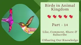 Birds in Animal Kingdom || (Part - 14)