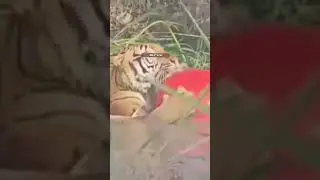 funniest moments🔥and new funny animals_2024💥 #youtubeshorts #funnyanimals #youtubeworld  #shortvideo