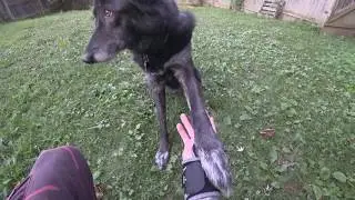 Treasure Hunt with a Wolfdog