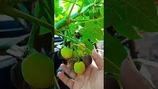 Buah & Daun Jarak #bibitunggul #tanamanbuah #tanamanhias