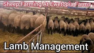 Sheep Farming At Ewetopia Farms: Lamb Management |2022