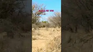 Jashan E azadi#india #cheetah❤️👌