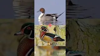 Wood Duck x Northern Pintail hybrid