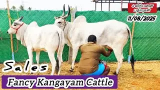 💐Fancy CATTLE Queen s💖 உம்பளச்சேரி & காங்கேயம் காளை 💥🔥 #bullfarm 