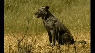 El Carea Leon&eacute;s