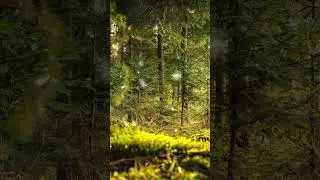 #music #rock #song #artist #art #nature