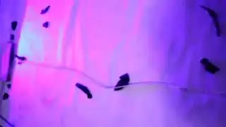 Pistolet laser puissant pas cher de JETLASERS