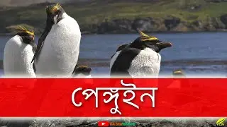 পেঙ্গুইন | পেঙ্গুইন কি পাখি? Penguin Bangla Documentary | Antarctica Penguin