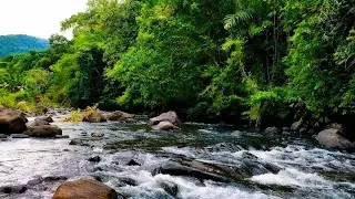 Relaxing River Flow Sounds in the Forest 🌿 White Noise for Sleep
