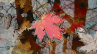 Autumn in Rochester New York